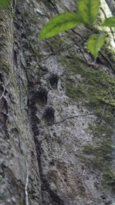 Long-nosed bats
