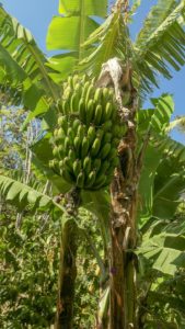 Banana Tree