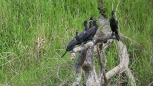Cormorants
