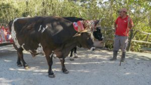 Oxen used to pull coffee cart