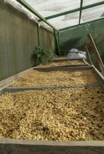 Coffee Tour