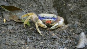 Blue Land Crab