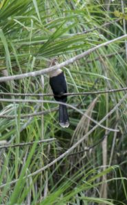 Mystery Bird