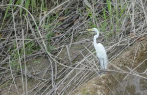 Greatest Egret