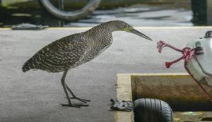 Bare-throated Tiger Heron