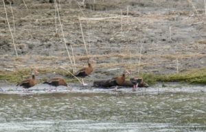 Black-bellied Whistling Duck