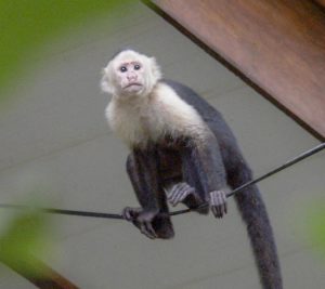 Capuchin Monkey