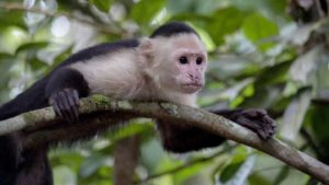 Capuchin Monkey