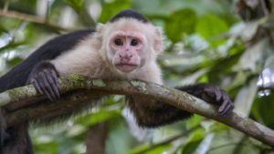 Capuchin Monkey