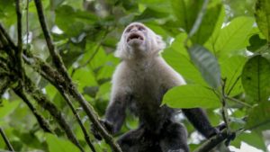 Capuchin Monkey