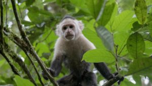 Capuchin Monkey