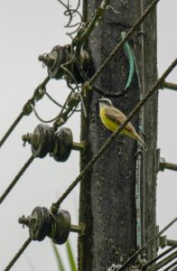 Social Flycatcher