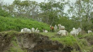 Typical cows