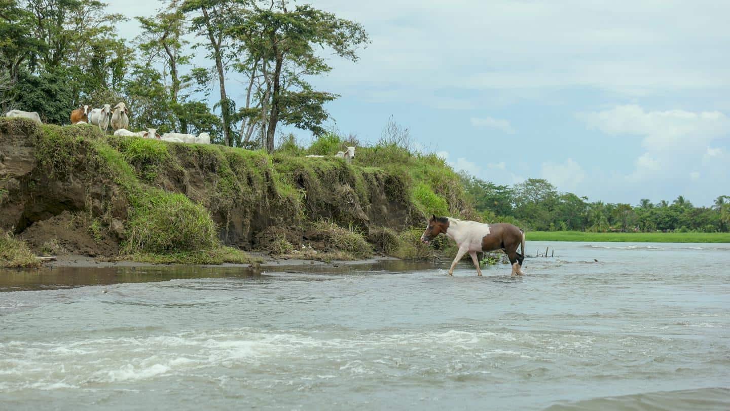 A horse crosses the canal as cow watch on.
