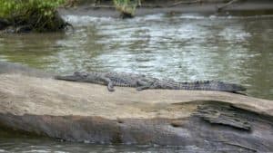 Crocodile sunbathing