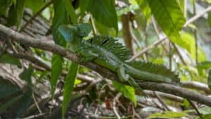 Emerald Basilisk (Male)