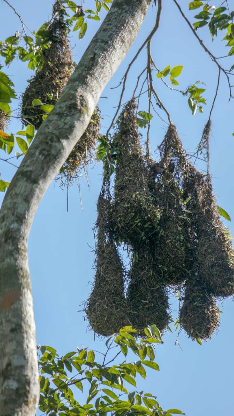 Montezuma oropendola nests