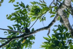 Montezuma oropendola
