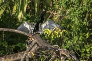 Anhinga