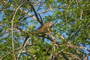 Green iguana (male)