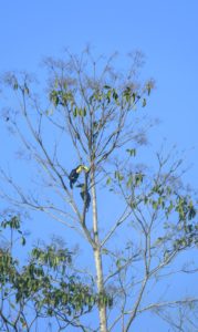 Yellow-throated Toucans