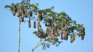 Weaver nests