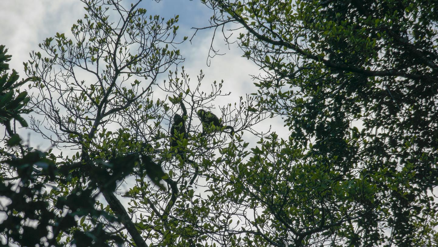 Spider Monkeys