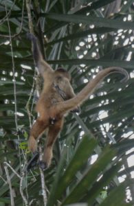 Spider monkey and baby