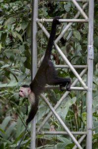 Capuchin Monkey