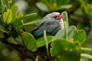 Mystery Bird