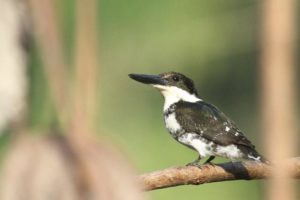 Green Kingfisher